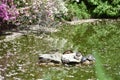 Beautiful shot of a group of turtles on a rock in the pond