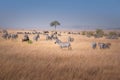 Beautiful shot of a group of zebras in The Maasai Mara National Reserve, Kenya, Tanzania