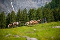 Beautiful shot of Haflinger horses grazing on a mountainside field in Tirol, Austria