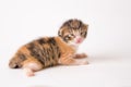 Beautiful shot of a half-asleep brown kitten on white background Royalty Free Stock Photo