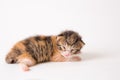 Beautiful shot of a half-asleep brown kitten on white background Royalty Free Stock Photo