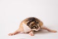 Beautiful shot of a half-asleep brown kitten on white background Royalty Free Stock Photo