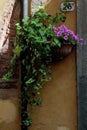 Beautiful shot of hanging basket with pink petunias on the wall in the town of Lucca