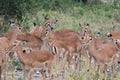 Beautiful shot of a herd of black-faced impalas in a field during the day