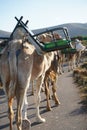 Beautiful shot of a herd of camels during the day in Lanzarote