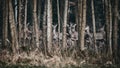 Beautiful shot of a herd of deer neat trees in a forest Royalty Free Stock Photo