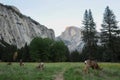 Beautiful shot of a herd of deers during the sunset at Yosemite National Park