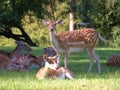 Beautiful shot of a herd of fallow deer resting in the shadow on a hot sunny day