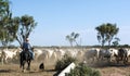 Beautiful shot of a herd of white cows and the shepherd on a horse