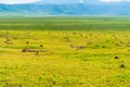 Beautiful shot of a herd of zebra foraging in the Ngorongoro Conservation Area in Tanzania