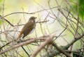 Beautiful shot of a Hermit thrush (Catharus guttatus) perched on leafless branches Royalty Free Stock Photo