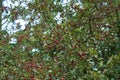 Beautiful shot of Highbush Cranberry tree