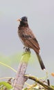 Himalyan bulbul Royalty Free Stock Photo