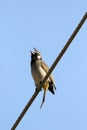 Himalyan bulbul Royalty Free Stock Photo