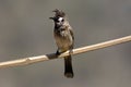 Himalyan bulbul Royalty Free Stock Photo