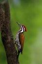 Himalyan flameback woodpecker Royalty Free Stock Photo