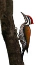 Himalyan flameback woodpecker