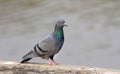 Himalyan pigeon Royalty Free Stock Photo