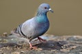 Himalyan pigeon Royalty Free Stock Photo