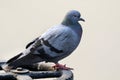 Himalyan pigeon Royalty Free Stock Photo