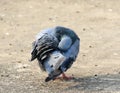 Himalyan pigeon Royalty Free Stock Photo