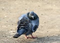 Himalyan pigeon Royalty Free Stock Photo