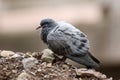 Himalyan rock pigeon Royalty Free Stock Photo