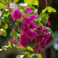 A beautiful shot of a honeyle vine in full bloom and its fraant magenta flowers. Trendy color of 2023 Viva Magenta.. AI