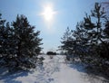 Beautiful shot of human traces on a snowy path in a spruce-fir forest under the shining sun