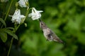 Beautiful shot of a hummingbird drinking the nectar of a flower