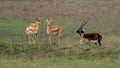 Beautiful shot of Indian antelopes in Jayamangali Blackbuck Conservation Reserve