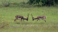 Beautiful shot of Indian antelopes in Jayamangali Blackbuck Conservation Reserve