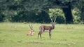 Beautiful shot of Indian antelopes in Jayamangali Blackbuck Conservation Reserve