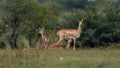 Beautiful shot of Indian antelopes in Jayamangali Blackbuck Conservation Reserve