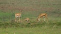 Beautiful shot of Indian antelopes in Jayamangali Blackbuck Conservation Reserve