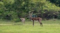 Beautiful shot of Indian antelopes in Jayamangali Blackbuck Conservation Reserve