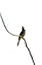 Indian bulbul bird