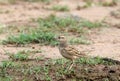 Indian bushlark