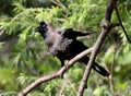 Indian crow