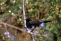 Indian robin bird