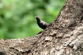 Indian robin