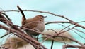 Indian robin