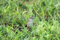 Indian silverbill