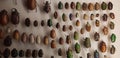 Beautiful shot of a insect collection on the wall