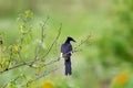 Jacobin cuckoo Royalty Free Stock Photo