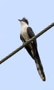 Jacobin cuckoo Royalty Free Stock Photo