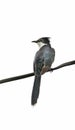 Jacobin cuckoo Royalty Free Stock Photo