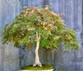 Beautiful shot of a Japanese Maple Bonsai turning into fall color Royalty Free Stock Photo