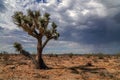 Beautiful shot of Joshua Tree National Park in Victorville, California