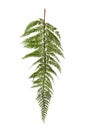 Jungle fern Royalty Free Stock Photo